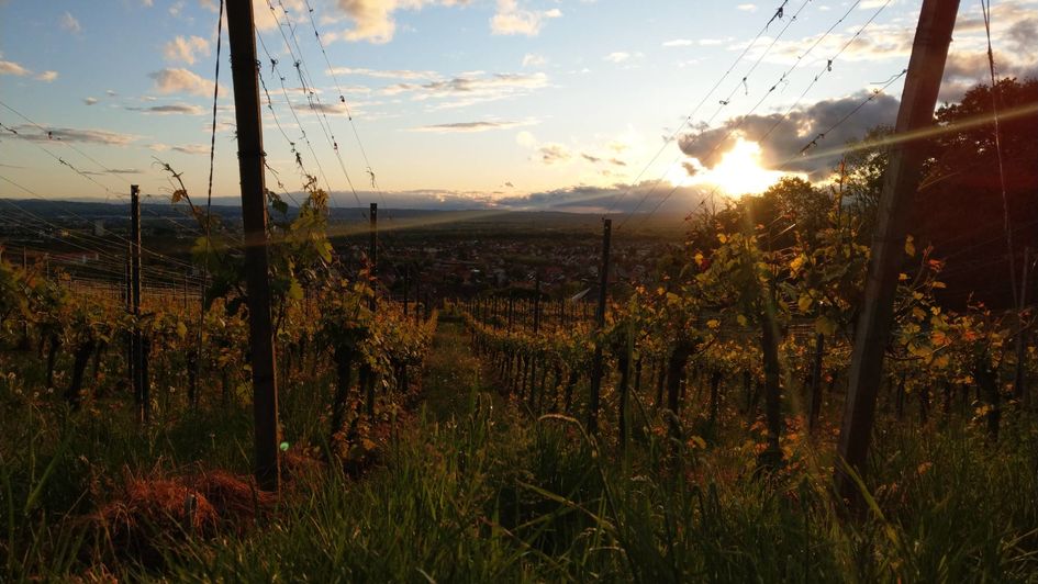 Weinreben in Haltingen von Larissa Missslak